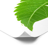 Grüne Kiwi Poster (Ecke)