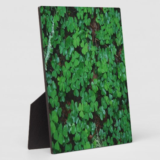 Grüne Klee Fotoplatte (Seite)