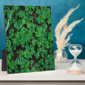 Grüne Klee Fotoplatte (Seite)