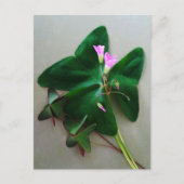Grüne Klee Rosa Blüten St Patrick's Day Postkarte (Vorderseite)