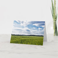 Grüne Kornfelder und blaue Himmel