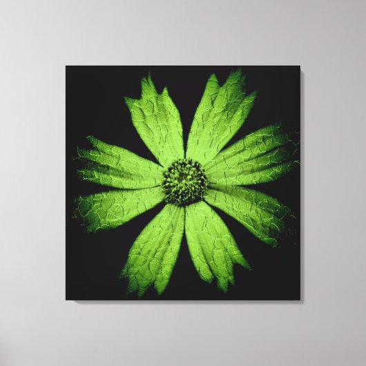 Grüne Kosmos-Blume auf Schwarz Leinwanddruck (Vorderseite)