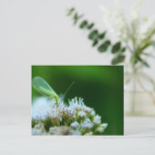 Grüne Lacewing auf Boneset-Blume Postkarte (Stehend Vorderseite)