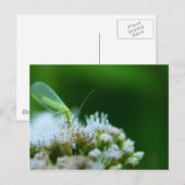Grüne Lacewing auf Boneset-Blume Postkarte (Vorne/Hinten)
