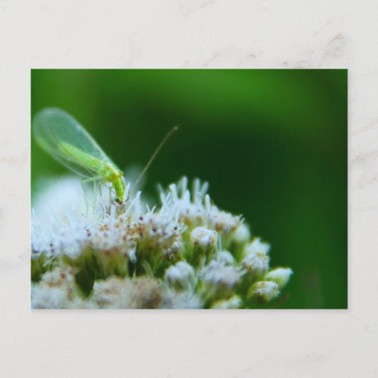 Grüne Lacewing auf Boneset-Blume Postkarte (Vorderseite)
