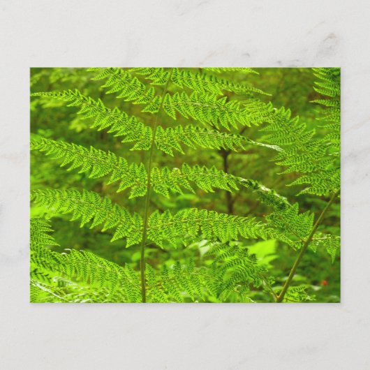 Grüne Landschaft, botanisch Postkarte (Vorderseite)
