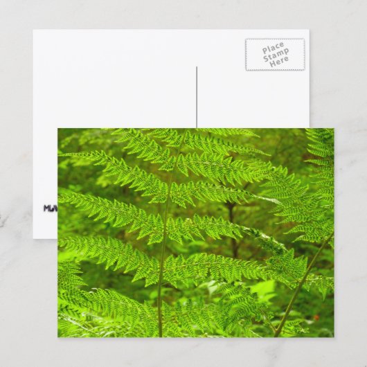 Grüne Landschaft, botanisch Postkarte (Vorne/Hinten)