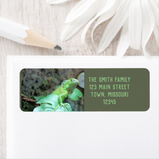 Grüne Leguane (Insitu)