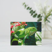 Grüne Leguane Postkarte (Stehend Vorderseite)