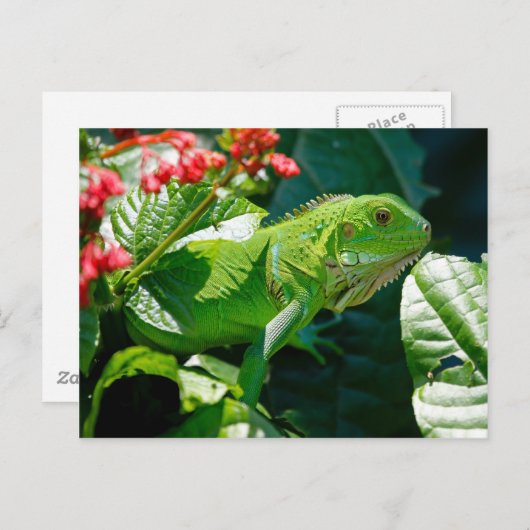 Grüne Leguane Postkarte (Vorne/Hinten)