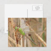 Grüne Libelle I1 Postkarte (Vorne/Hinten)