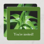 Grüne Lilie, frisch im Frühling, Blätter Abschluss Einladung (Vorne/Hinten)