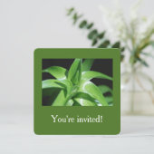 Grüne Lilie, frisch im Frühling, Blätter Abschluss Einladung (Stehend Vorderseite)