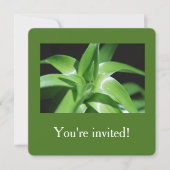 Grüne Lilie, frisch im Frühling, Blätter Abschluss Einladung (Vorderseite)