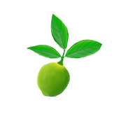 Grüne Limetten Limeade Dosenglas
