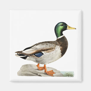 Grüne Mallard Ente Jagd Natur Kunst Magnet