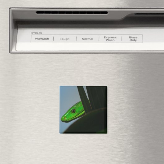 grüne Mamba Magnet (In Situ (Geschirrspüler))