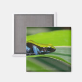 Grüne Mantella Magnet (Vorderseite/Rückseite)