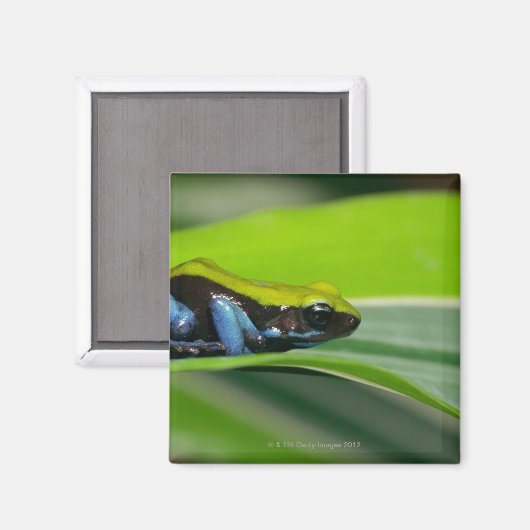 Grüne Mantella Magnet (Vorderseite/Rückseite)