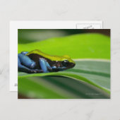 Grüne Mantella Postkarte (Vorne/Hinten)