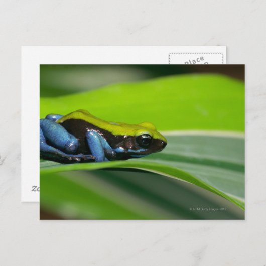 Grüne Mantella Postkarte (Vorne/Hinten)