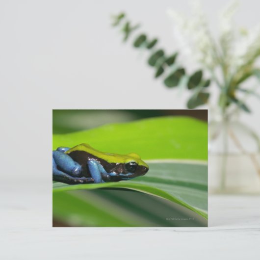 Grüne Mantella Postkarte (Stehend Vorderseite)