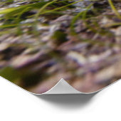 Grüne Meeresschildkröte bei Dämmerung | Akumal Bay Poster (Ecke)