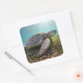 Grüne Meeresschildkröte bei Dämmerung | Akumal Bay Quadratischer Aufkleber (Umschlag)