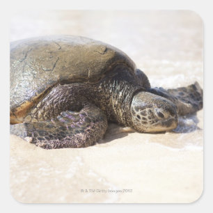 Grüne Meeresschildkröte (Chelonia mydas) am Strand Quadratischer Aufkleber