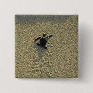 Grüne Meeresschildkröte, (Chelonia mydas), frisch  Button