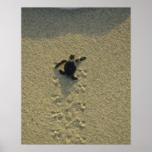 Grüne Meeresschildkröte, (Chelonia mydas), frisch Poster