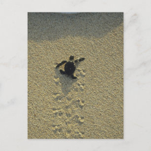 Grüne Meeresschildkröte, (Chelonia mydas), frisch Postkarte