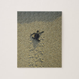 Grüne Meeresschildkröte, (Chelonia mydas), frisch  Puzzle