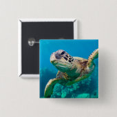 Grüne Meeresschildkröte, die über Korallenriff Button (Vorne & Hinten)