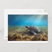 Grüne Meeresschildkröte entspannt unter Wasser Postkarte (Vorne/Hinten)