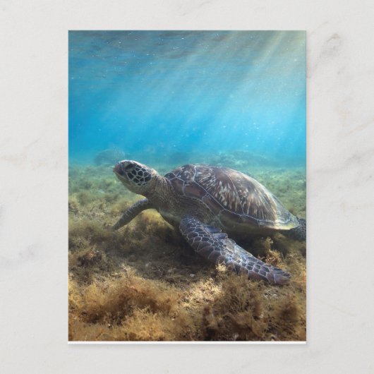Grüne Meeresschildkröte entspannt unter Wasser Postkarte (Vorderseite)