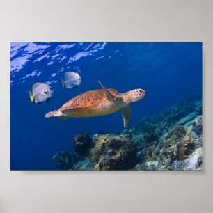 Grüne Meeresschildkröte schwimmen mit zwei Batfish Poster