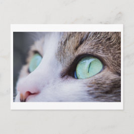 GRÜNE MIT AUGEN CAT-FOTOGRAFIE-POSTKARTE POSTKARTE
