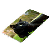 Grüne Mit Augen Katze im Freien Magnet (Linke Seite)