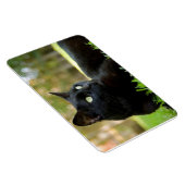 Grüne Mit Augen Katze im Freien Magnet (Rechte Seite)