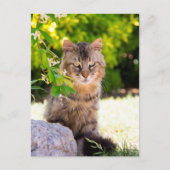 Grüne Mit Augen Katze in Ravello Italien Postkarte (Vorderseite)