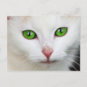 Grüne Mit Augen Katze Postkarte (Vorderseite)