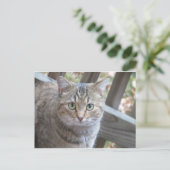 Grüne Mit Augen Katze Postkarte (Stehend Vorderseite)
