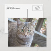 Grüne Mit Augen Katze Postkarte (Vorne/Hinten)