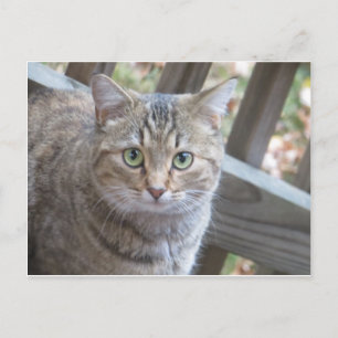 Grüne Mit Augen Katze Postkarte
