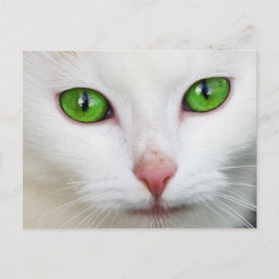 Grüne Mit Augen Katze Postkarte