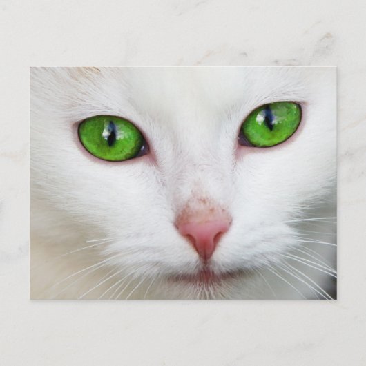Grüne Mit Augen Katze Postkarte (Vorderseite)