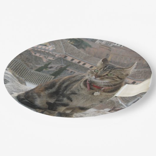 Grüne mit Augen Katzenfotografie Papiertafel Pappteller (Schrägansicht)