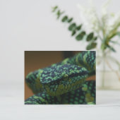 Grüne Mit Augen Schlange Postkarte (Stehend Vorderseite)