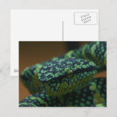 Grüne Mit Augen Schlange Postkarte (Vorne/Hinten)